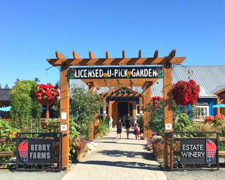 krause berry farm