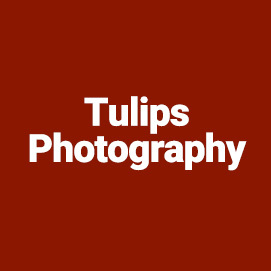 Tulips Photography (Zahra Eghbaleh)